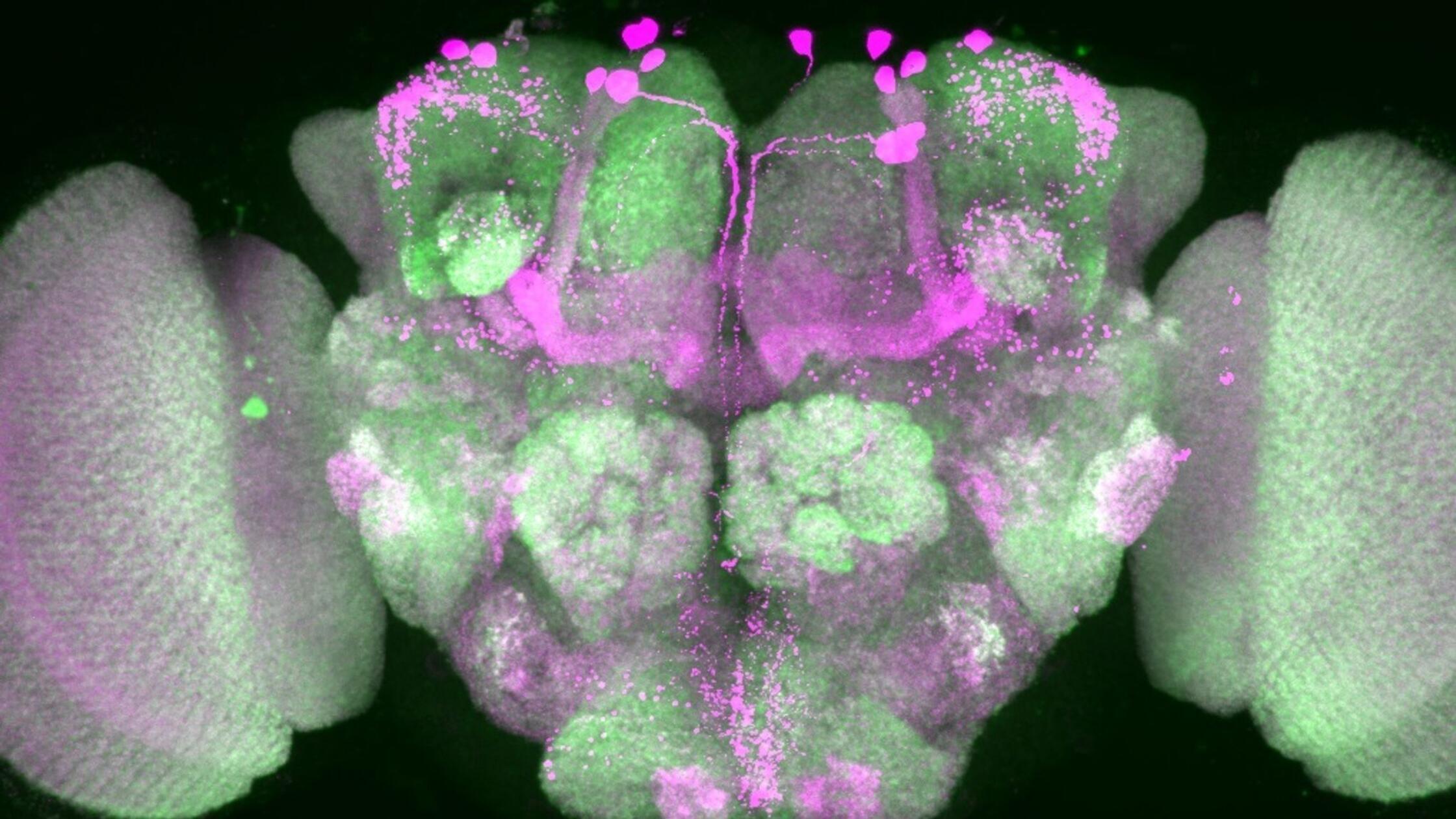 Ticken wir wie Fruchtfliegen? Im Schlaf vielleicht schon