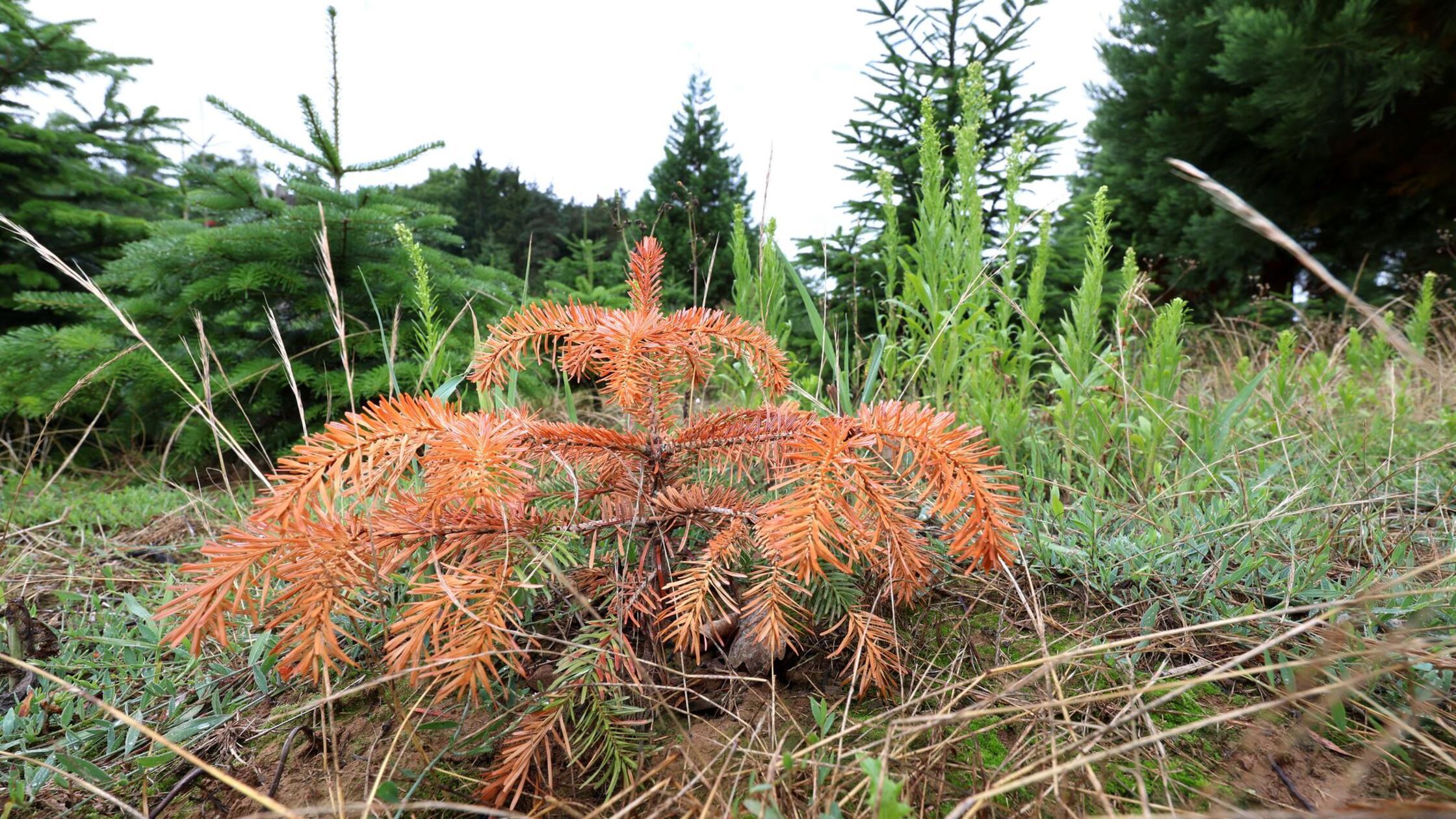 Frost und Trockenheit - Bayerns Christbäume im Stress