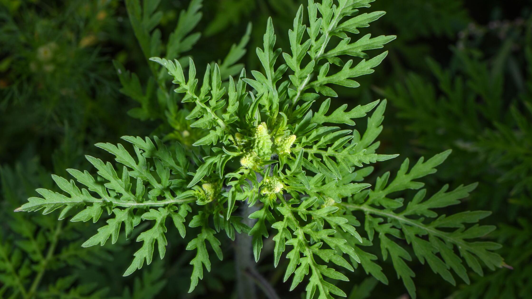 Die Ambrosia-Saison hat begonnen