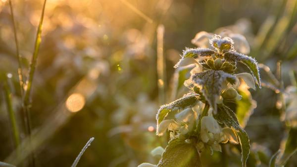 06.05.2025, Brandenburg, Dissen: Eiskristalle sind