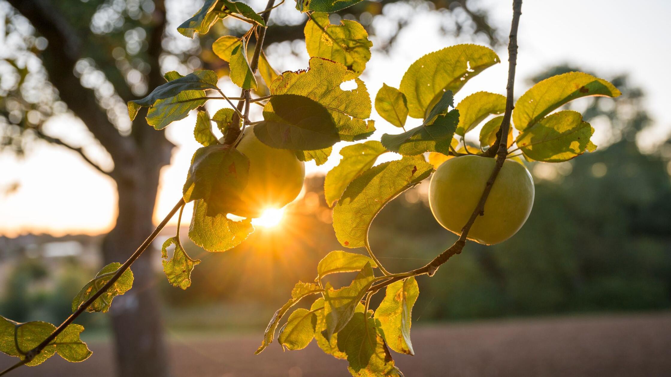 Erst sommerlich, dann wechselhaft - ab Mittwoch Unwetter