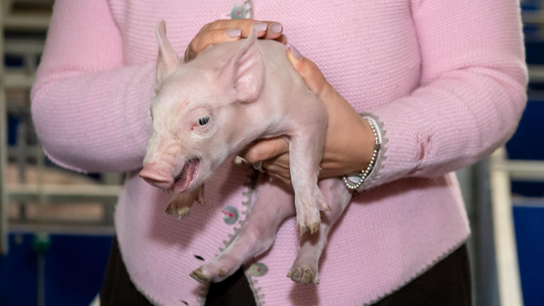 Im Schnitt vier Schweine mehr je Betrieb