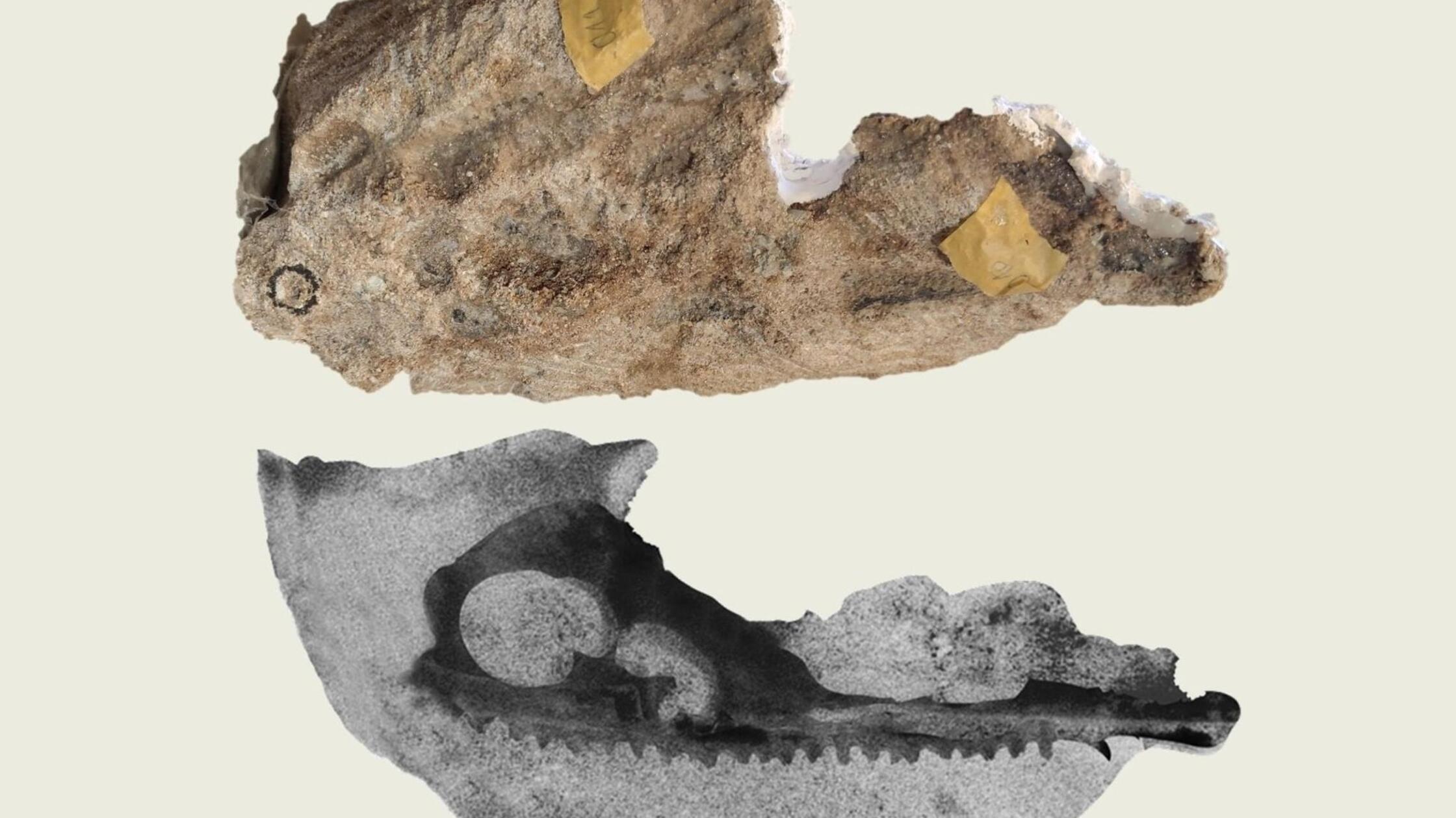 Schädel von fleischfressenden Riesenlurchen entdeckt