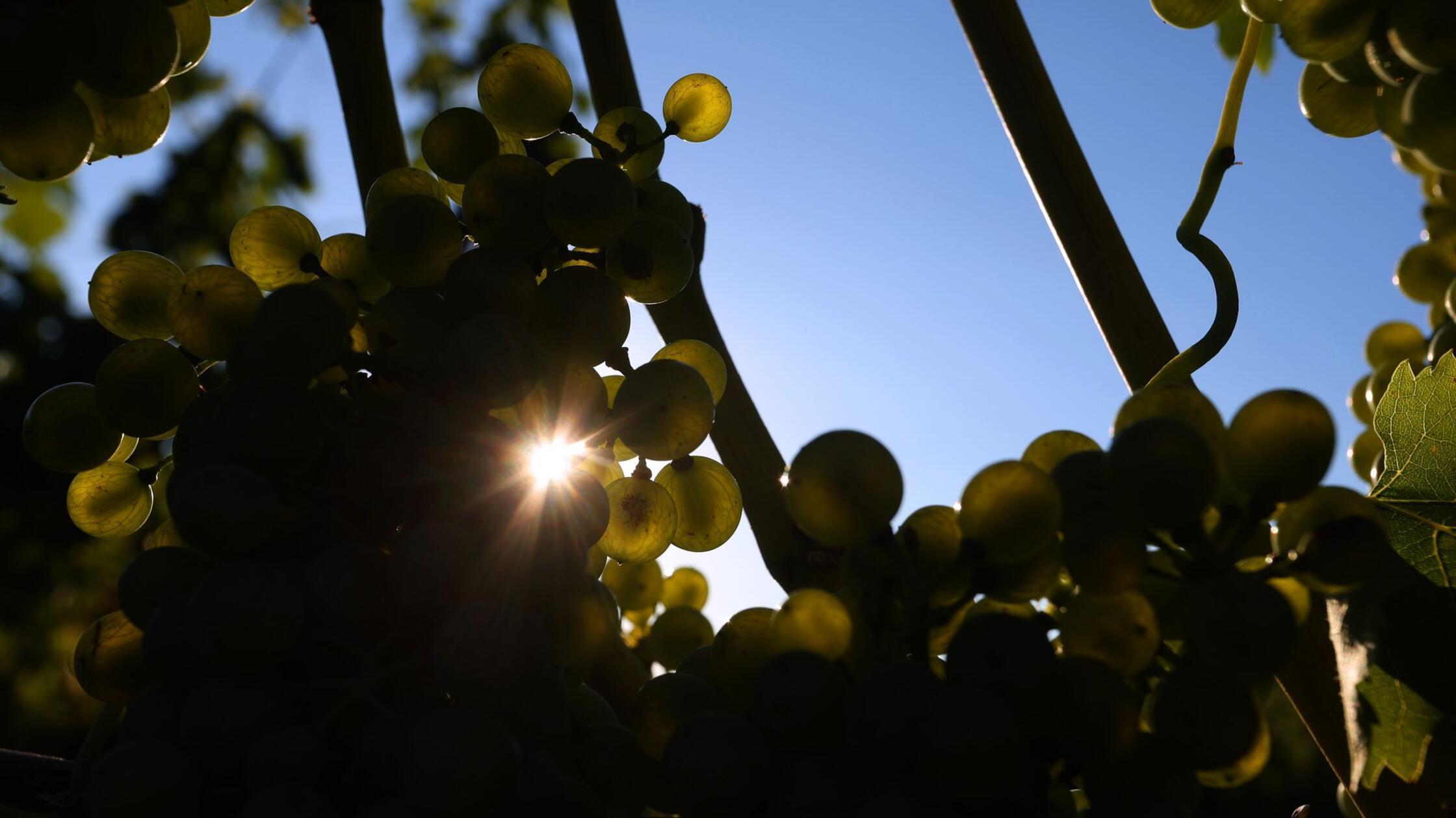 Lese für den Federweißen startet