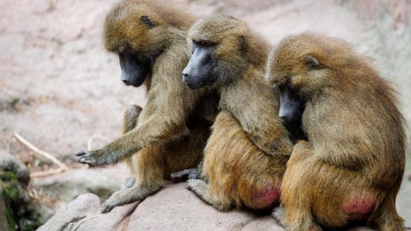Guinea-Paviane im Tiergarten Nürnberg1344.jpg