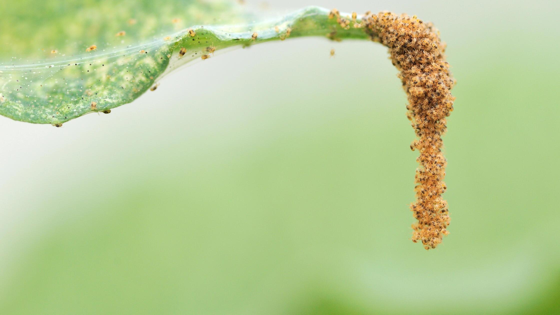 Spinnmilbe Hopfenbau Symbolbild