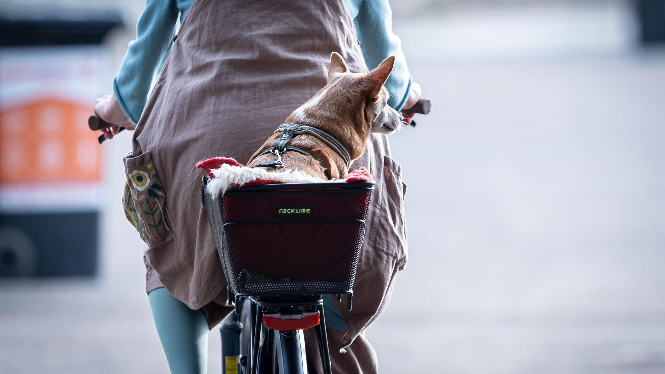 Frau bei tragischem Fahrradunfall in Bayern schwer verletzt - Hund im Fahrradkorb gestorben
