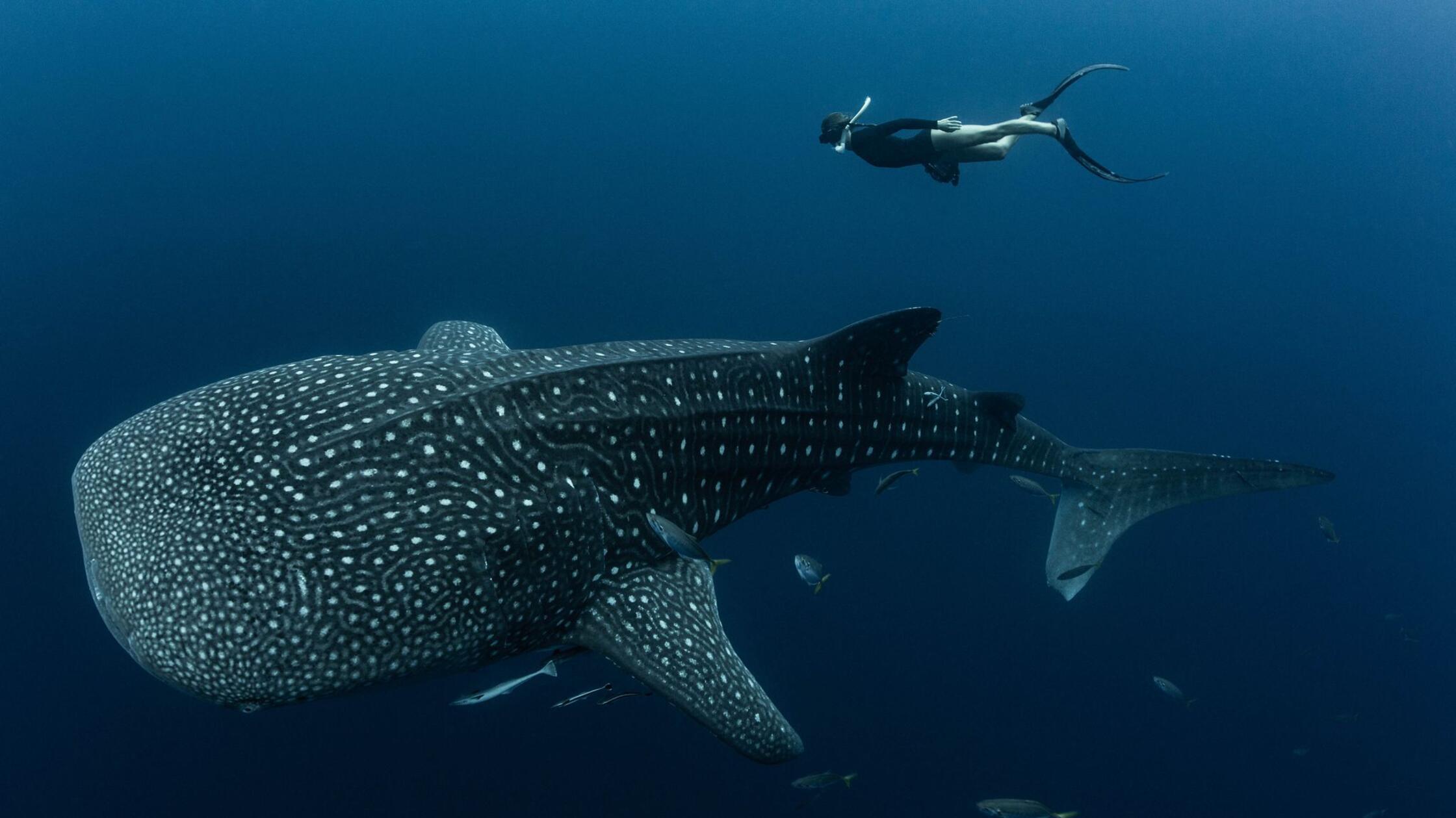 Viele Walhaie tragen Narben durch Fischerei und Tourismus