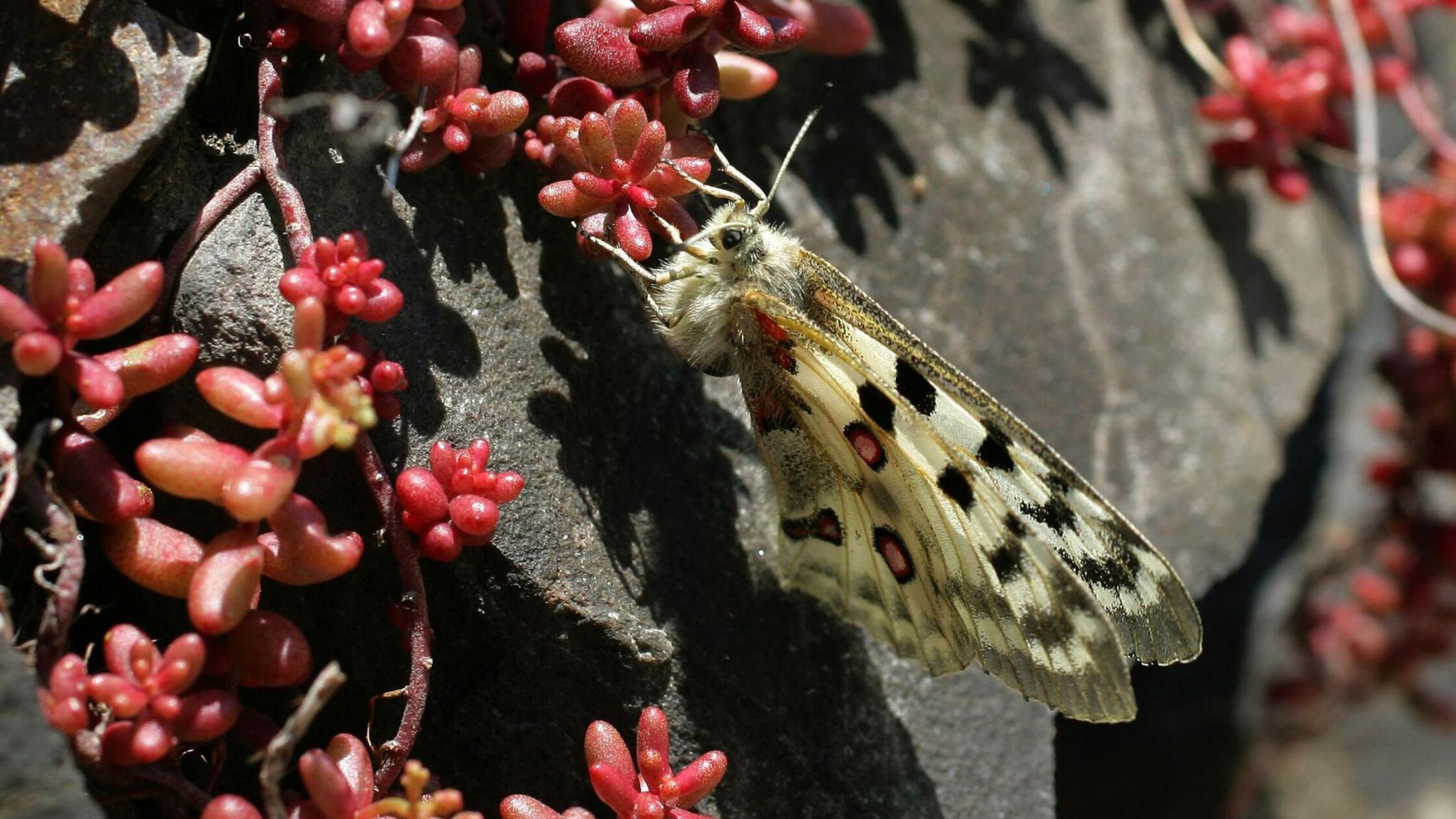 Viele Schmetterlingsarten trotz gutem Jahr weiter gefährdet