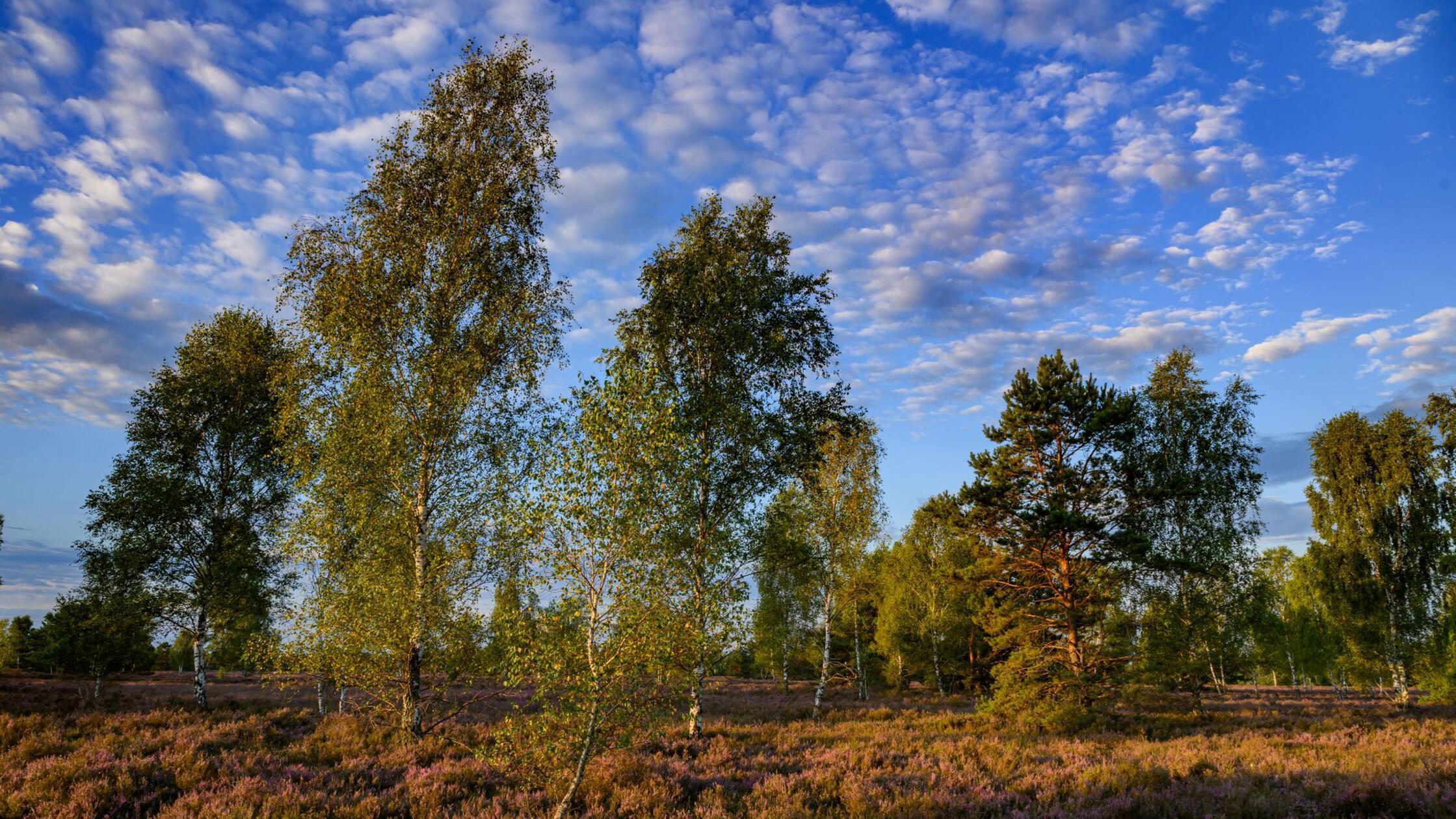 DWD zieht Bilanz – wohl kein Rekordsommer