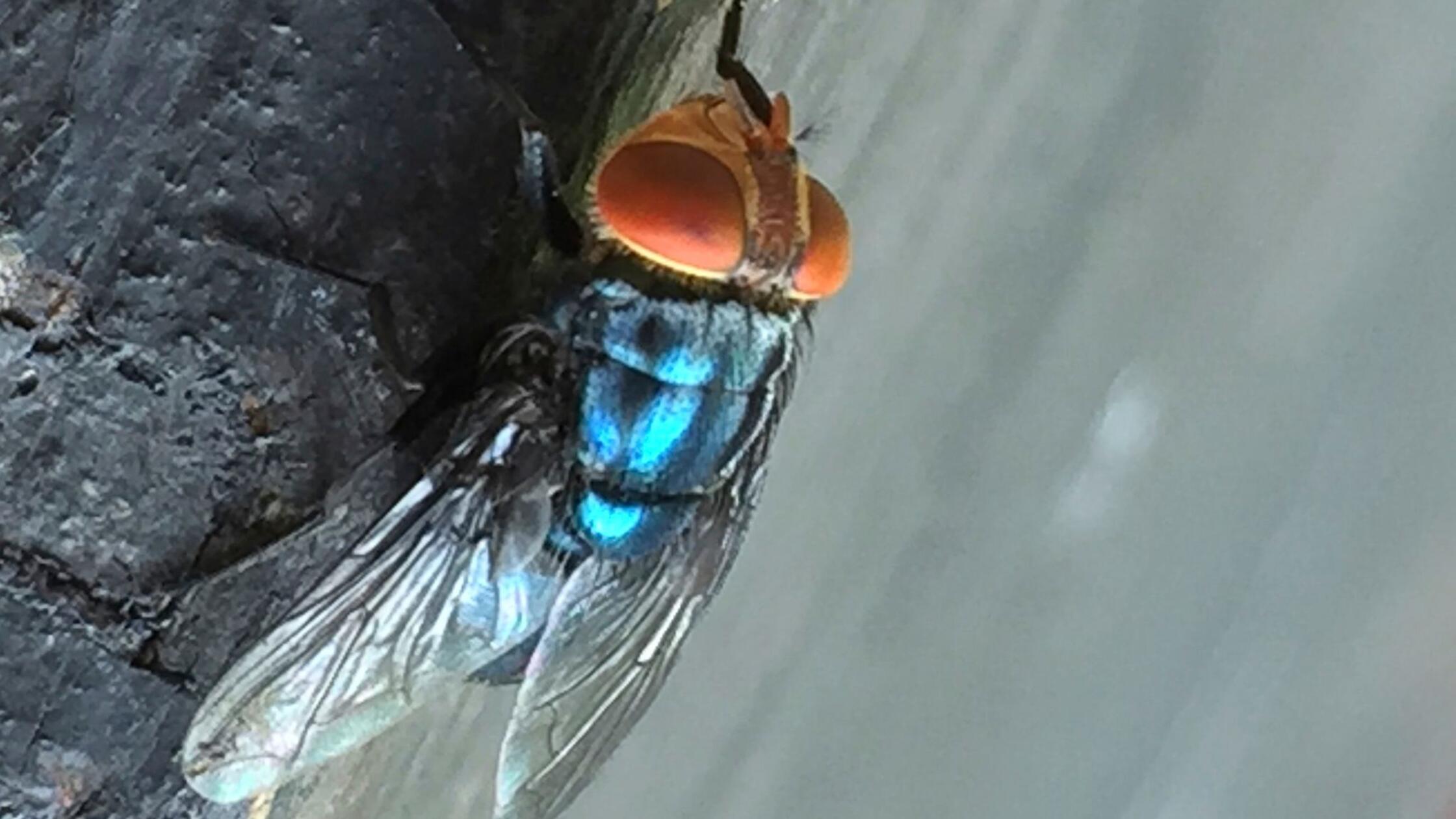 Rückkehr der Schraubenwurmfliege: USA fürchten Einschleppung