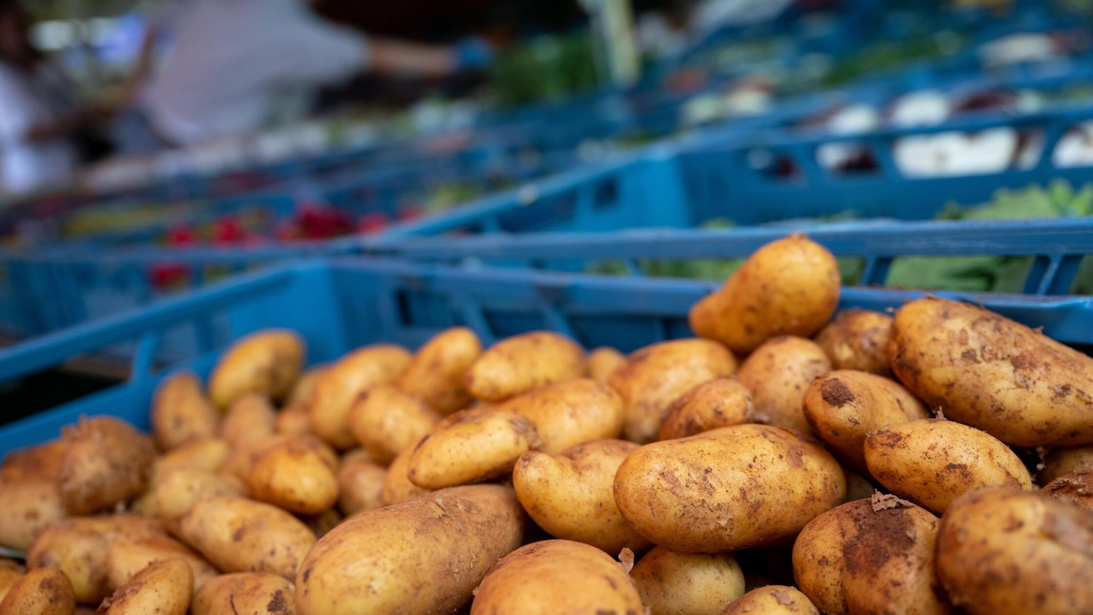 Bayerns Anbaufläche für Kartoffeln wächst