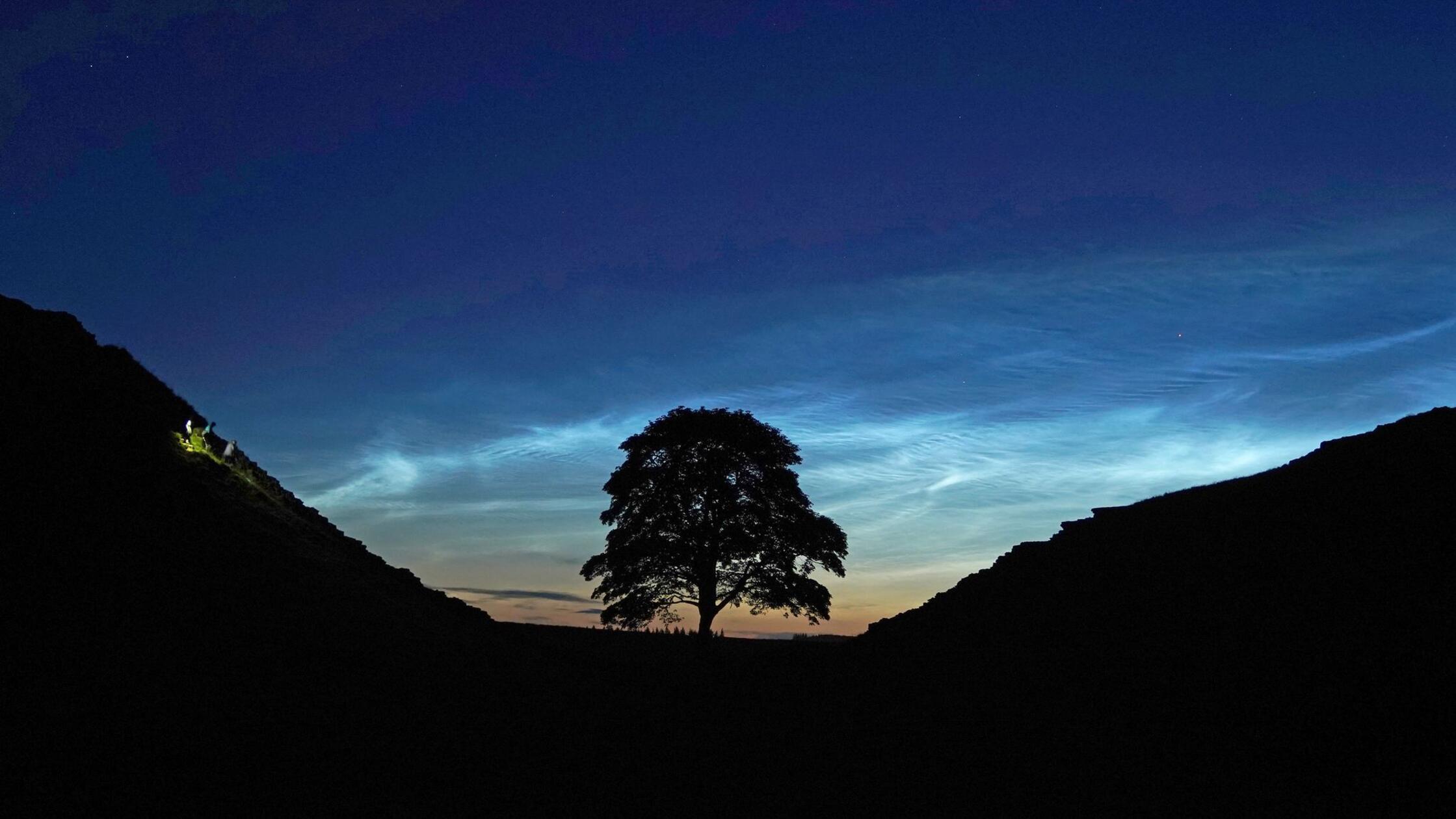 Alter von illegal gefälltem Robin-Hood-Baum bestimmt