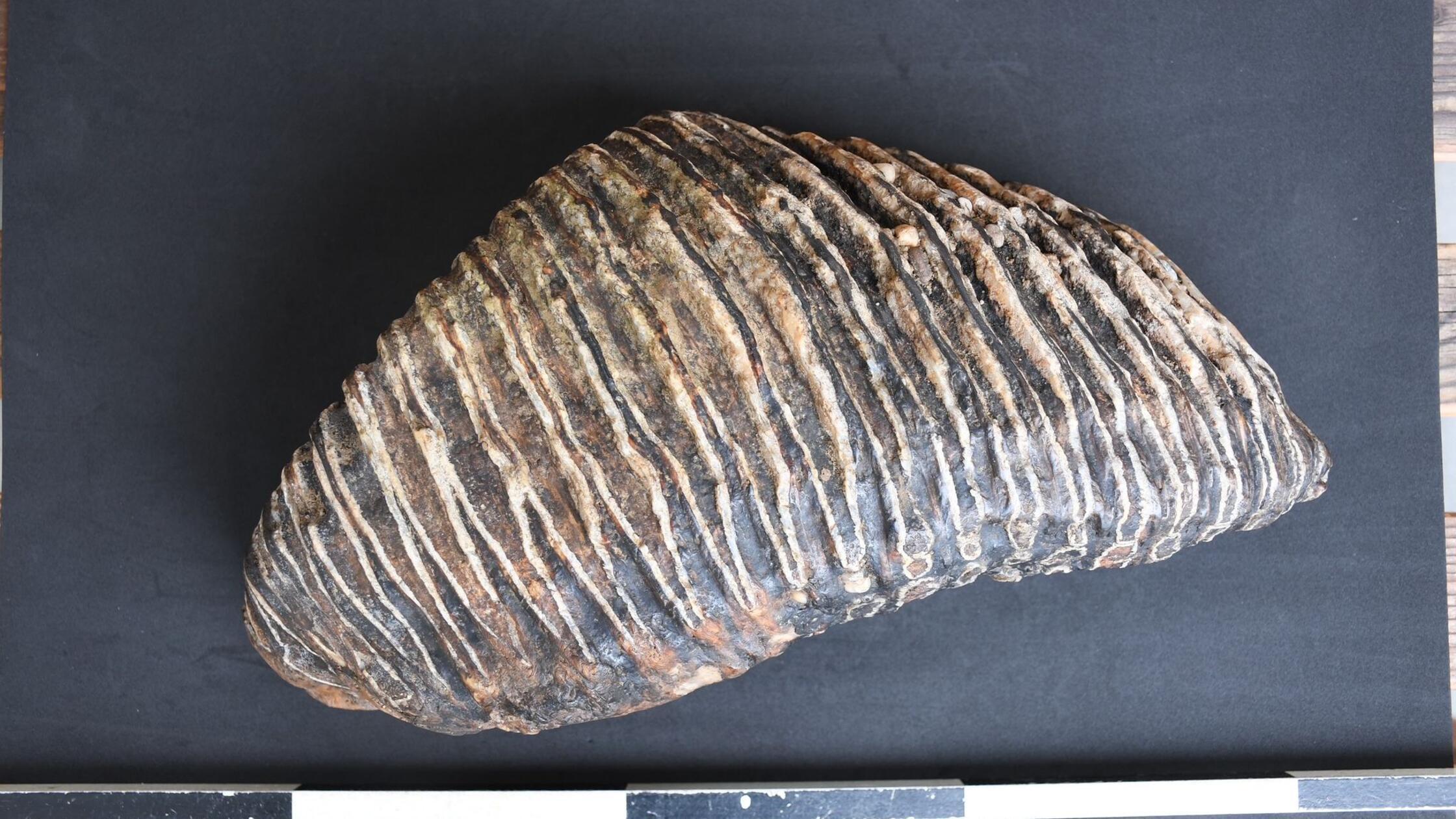 Düsseldorfer findet Mammut-Zahn am Rhein