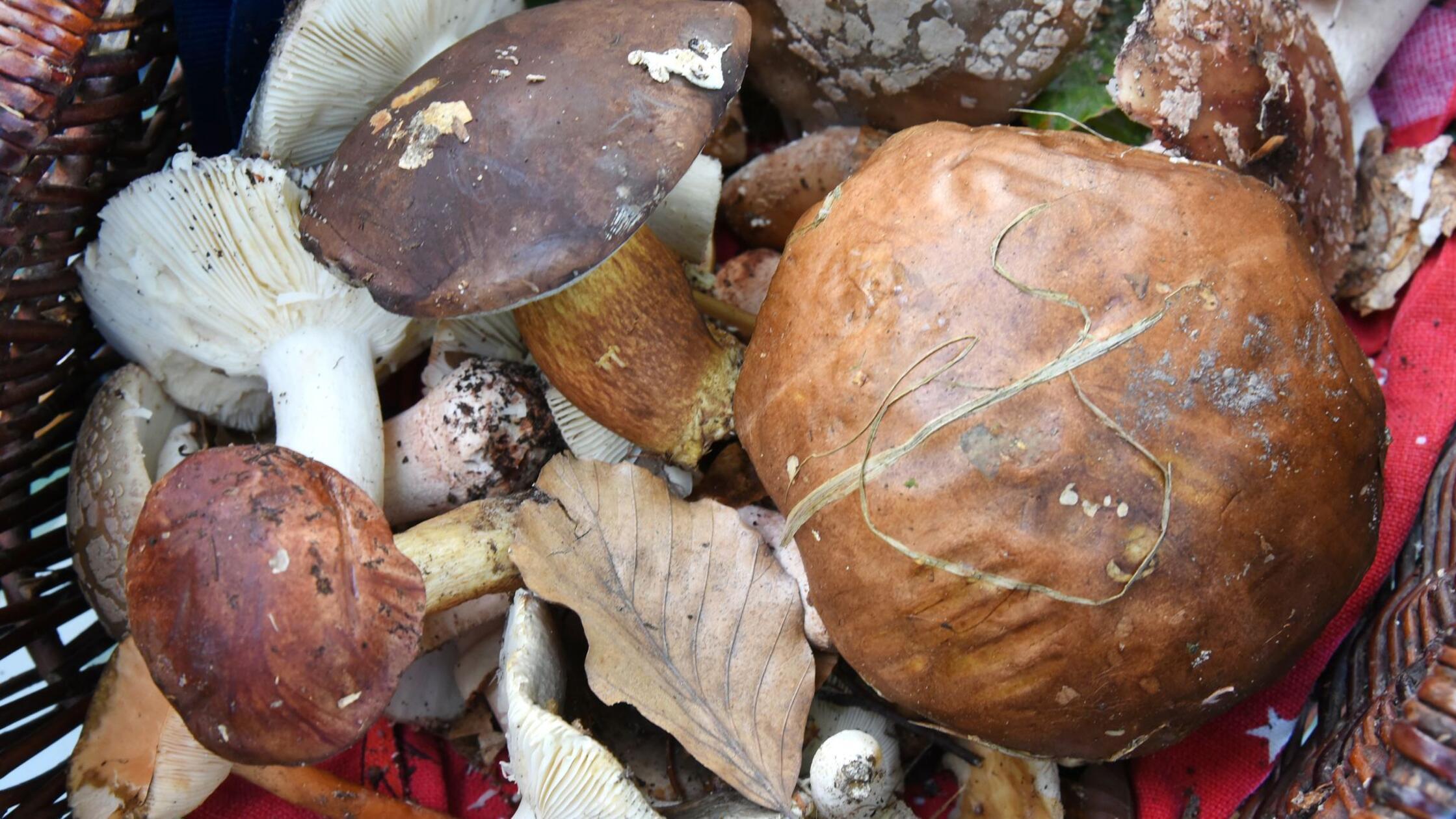 Radioaktivität: Verzehr von Wildpilzen ist unbedenklich