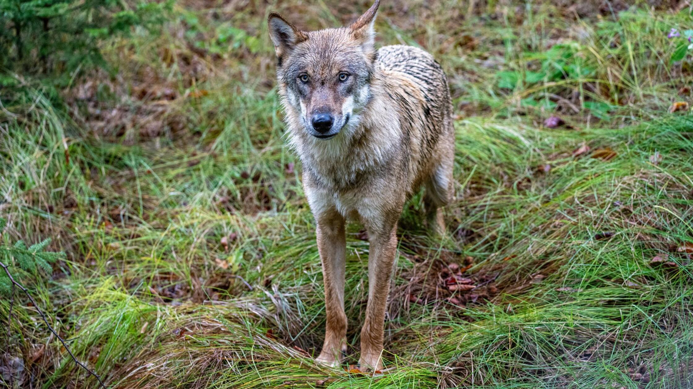 Wolf reißt Schaf in Unterfranken