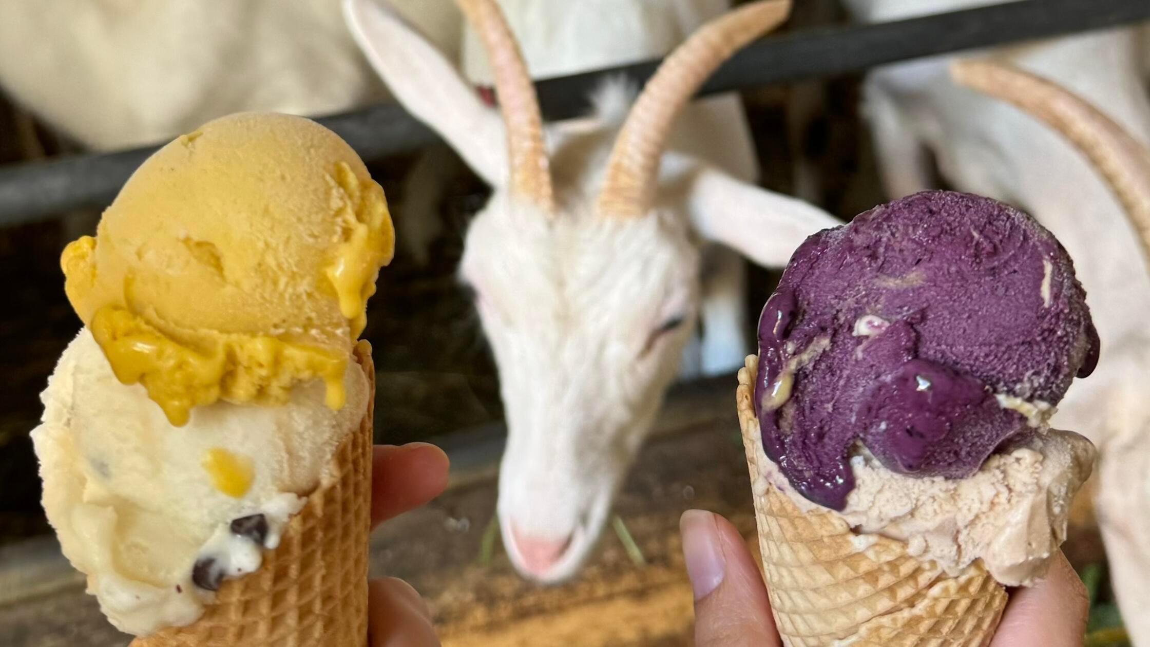 Eis aus Ziegenmilch – schmeckt lecker und ist über