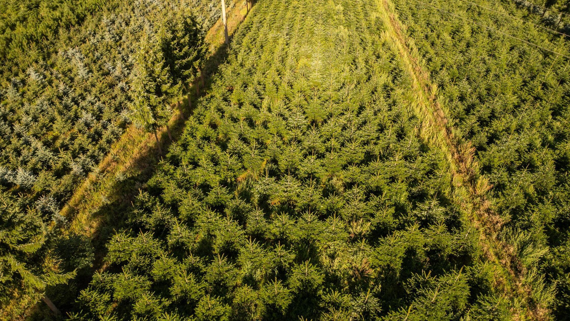 Frost, Trockenheit, höhere Kosten: Tannenbäume werden teurer