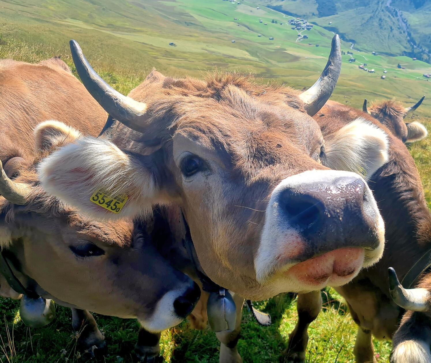 Neugierige Kühe trifft man überall in Graubünden.