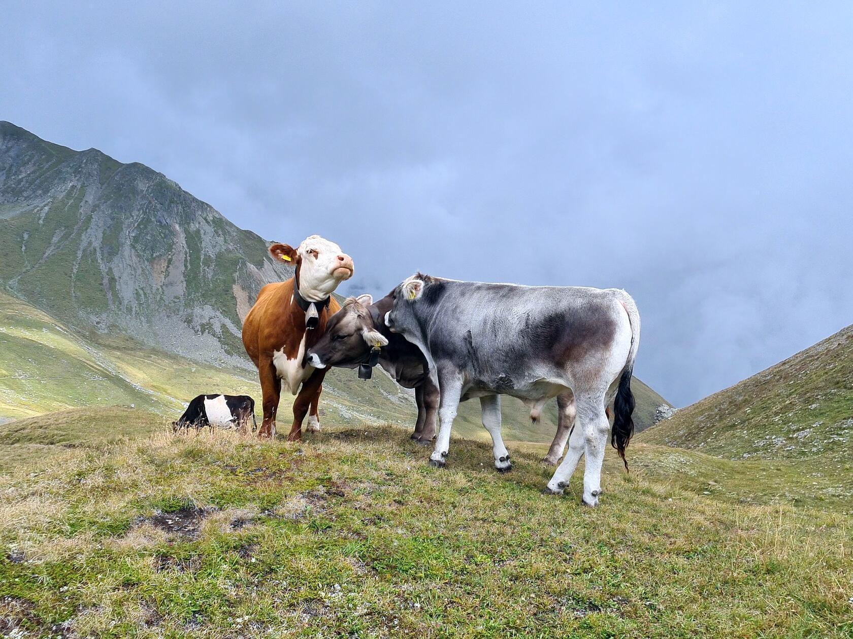 Almwirtschaft wird in Graubünden groß geschrieben.