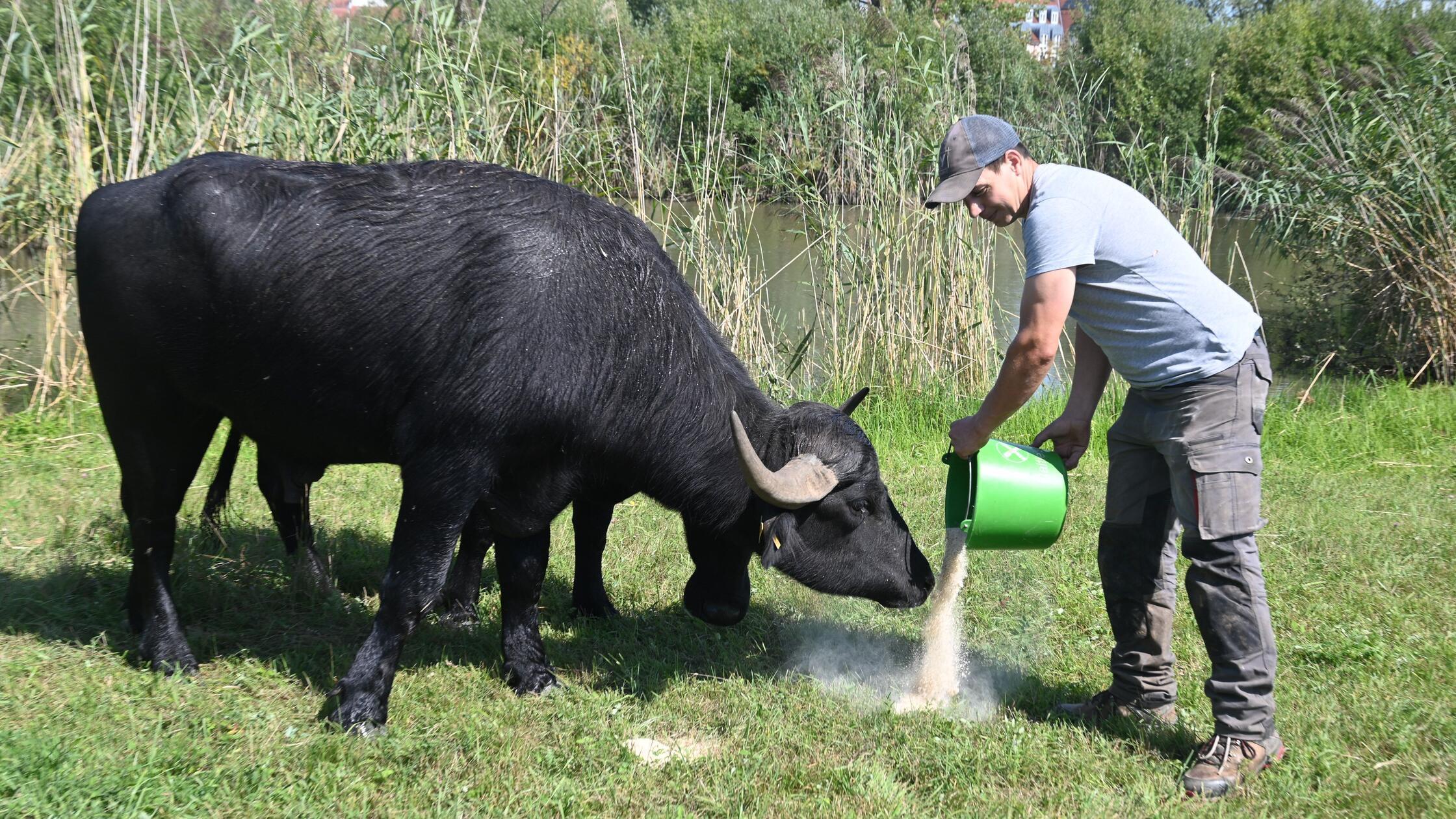 Gunzenhausen Wasserbüffel August 2025