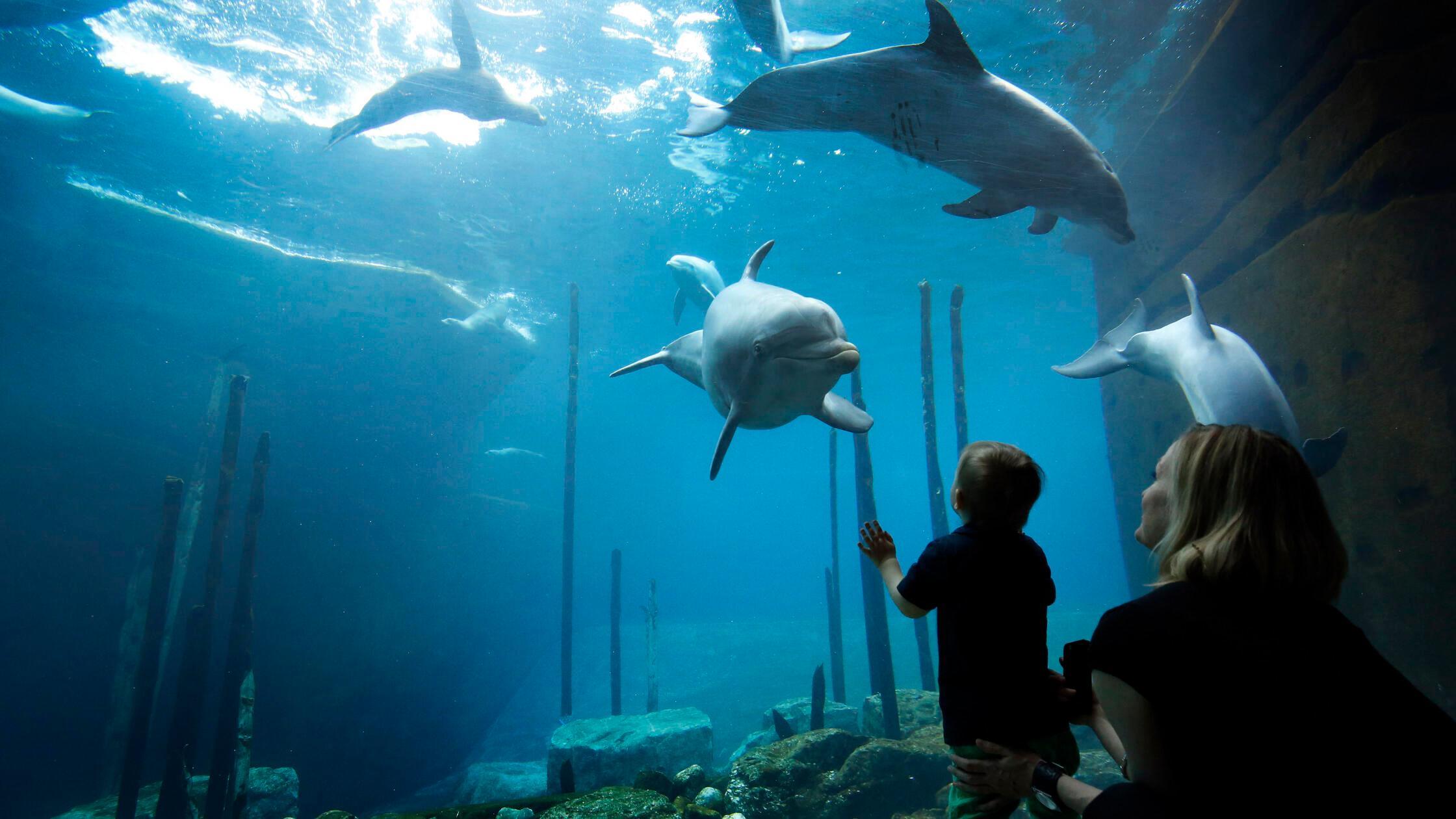 ARC-Was sie schon immer ueber Delphine wissen woll