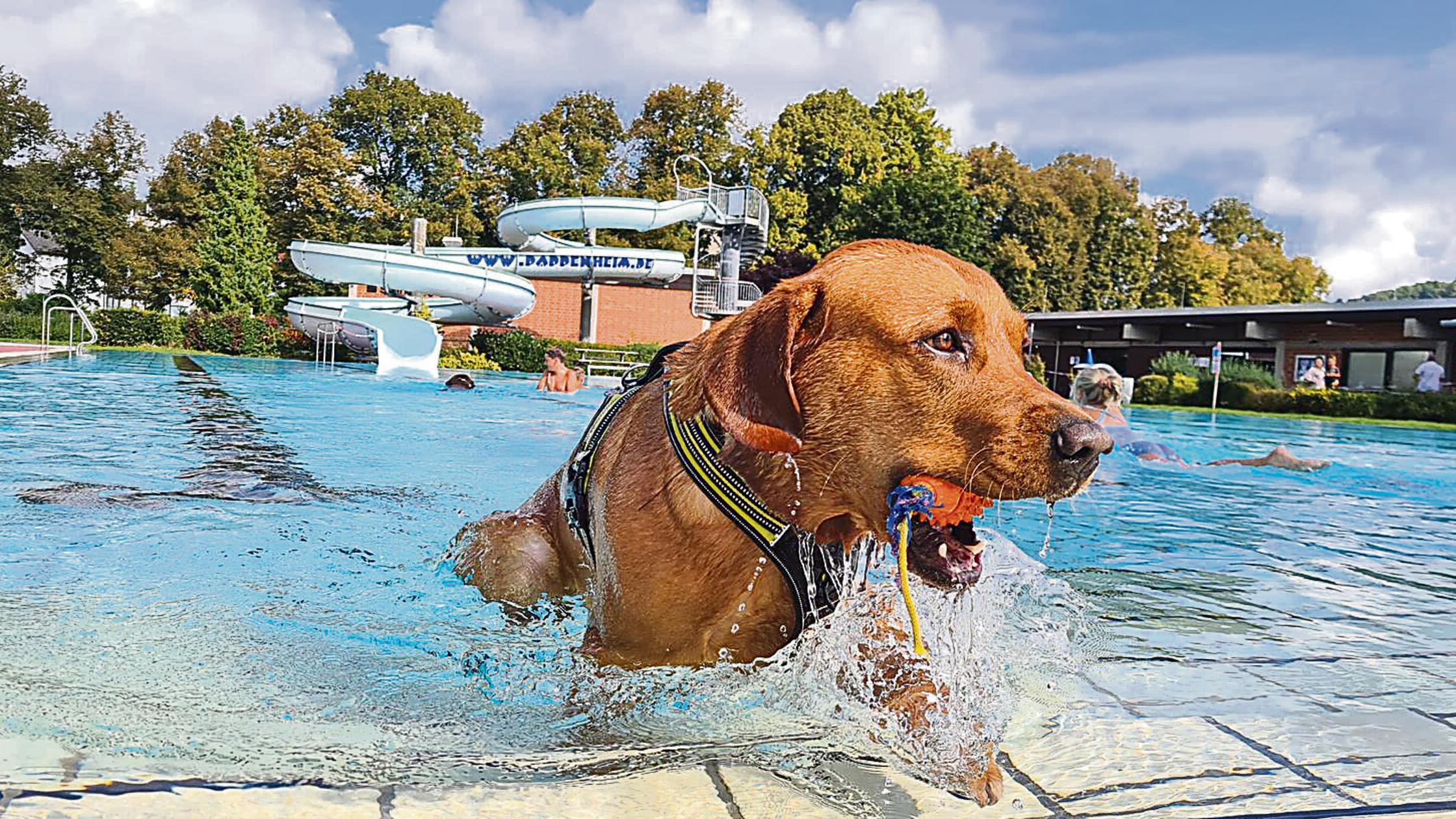Hundebadetage rund um Wei&szlig;enburg: hier d&uuml;rfen die Vierbeiner im ...