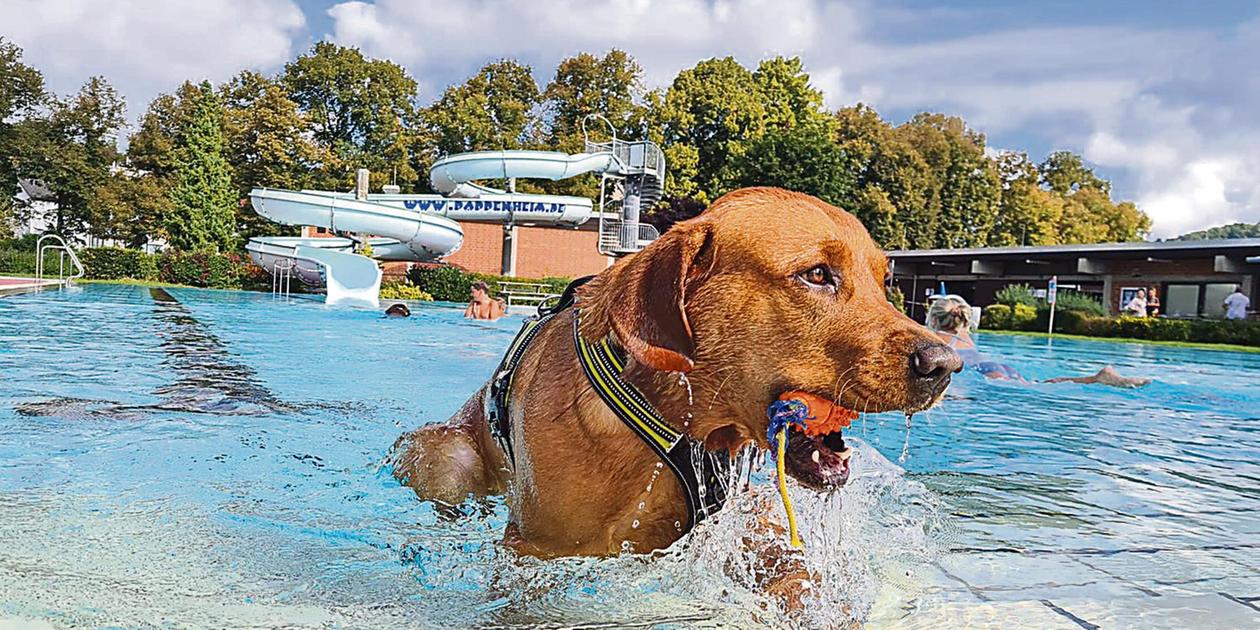Hundebadetage rund um Weißenburg: hier dürfen die Vierbeiner im ...