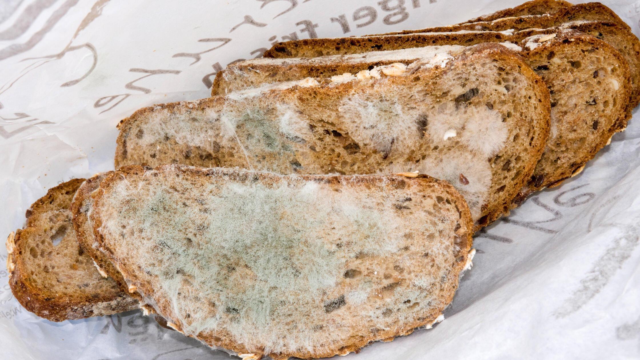 schimmelige Brotscheiben, mouldy slices of bread