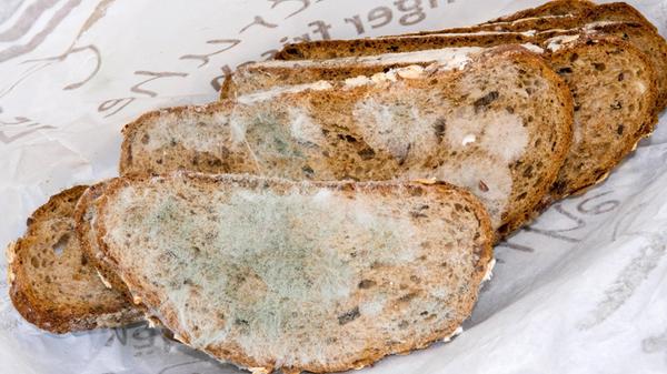 schimmelige Brotscheiben, mouldy slices of bread
