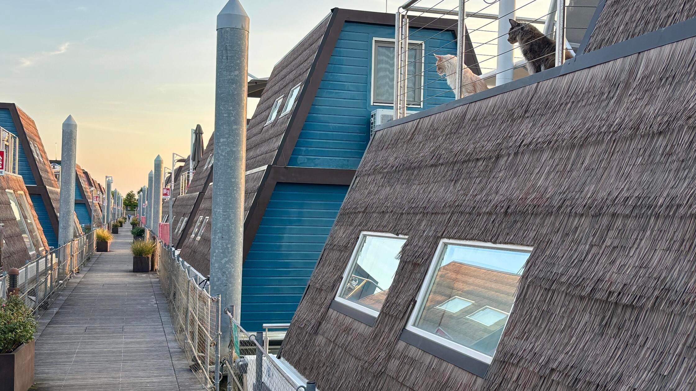 Das Resort rühmt sich damit, haustierfreundlich zu sein. Viele Gäste haben Hunde dabei, manche sogar, wie hier zu sehen, ihre Katzen.