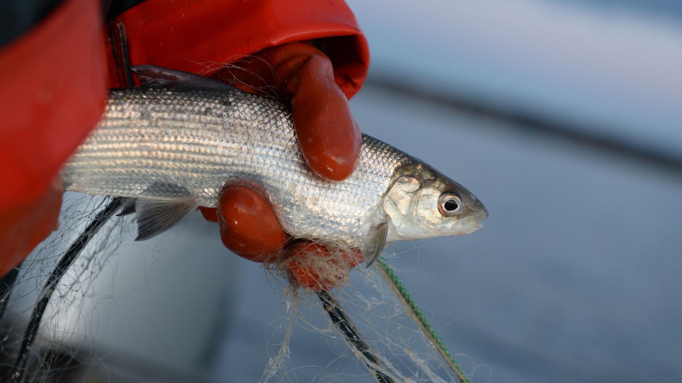 Felchenbestand im Bodensee erholt sich langsam