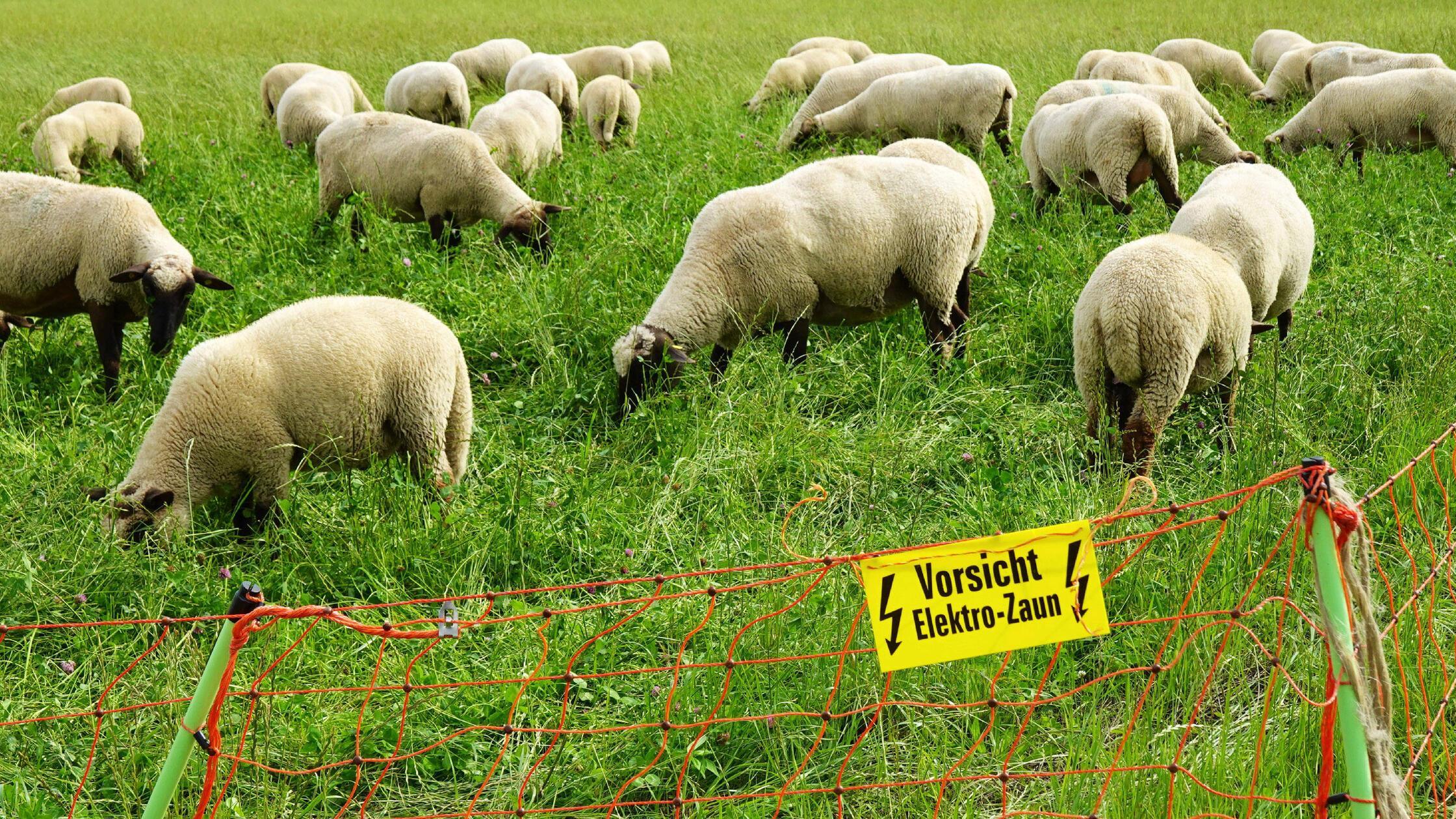 Eletrozaun für Schafherde ist aber kein Hindernis 
