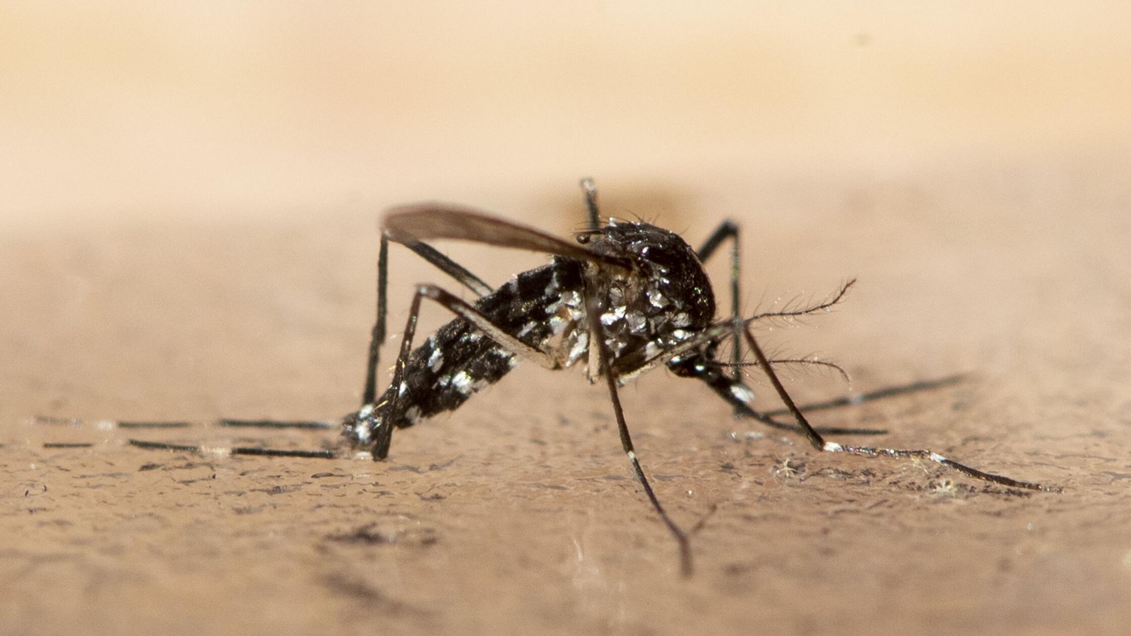 Asiatische Tigermücke504.jpg