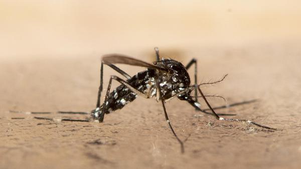 Asiatische Tigermücke504.jpg