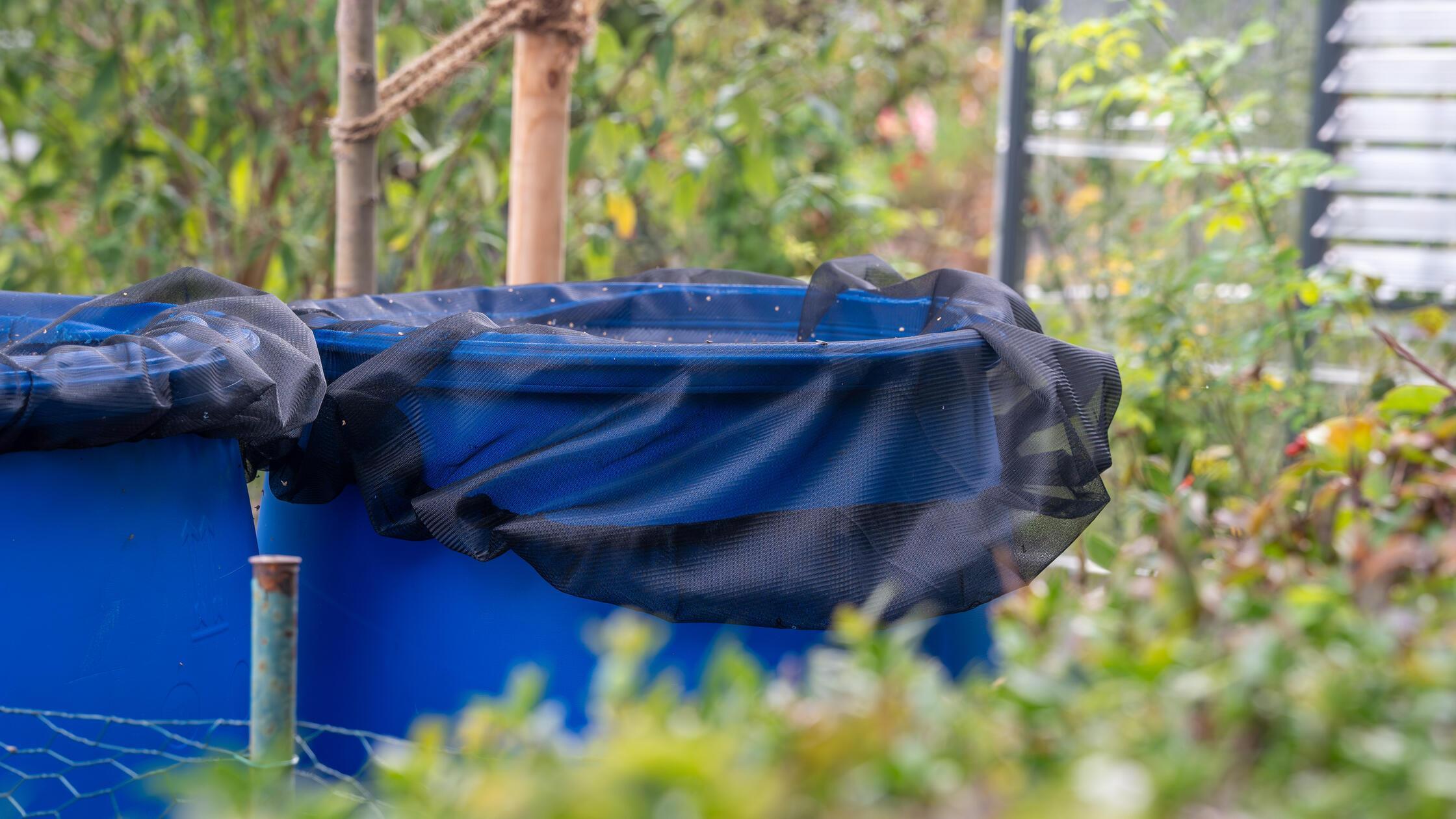 Invasive Tigermücke breitet sich aus: Bekämpfung u