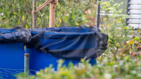 Invasive Tigermücke breitet sich aus: Bekämpfung u