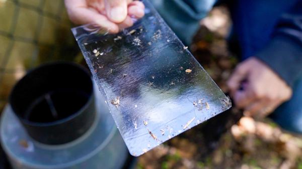 Invasive Tigermücke breitet sich aus: Bekämpfung u