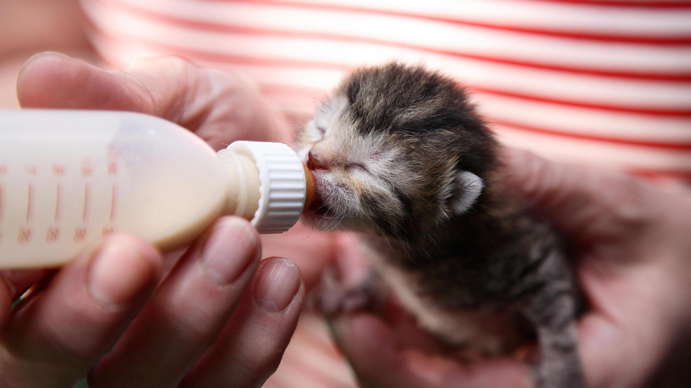 Berlin, Deutschland, eine neugeborene Katze wird m