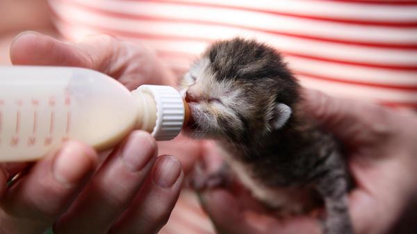 Berlin, Deutschland, eine neugeborene Katze wird m