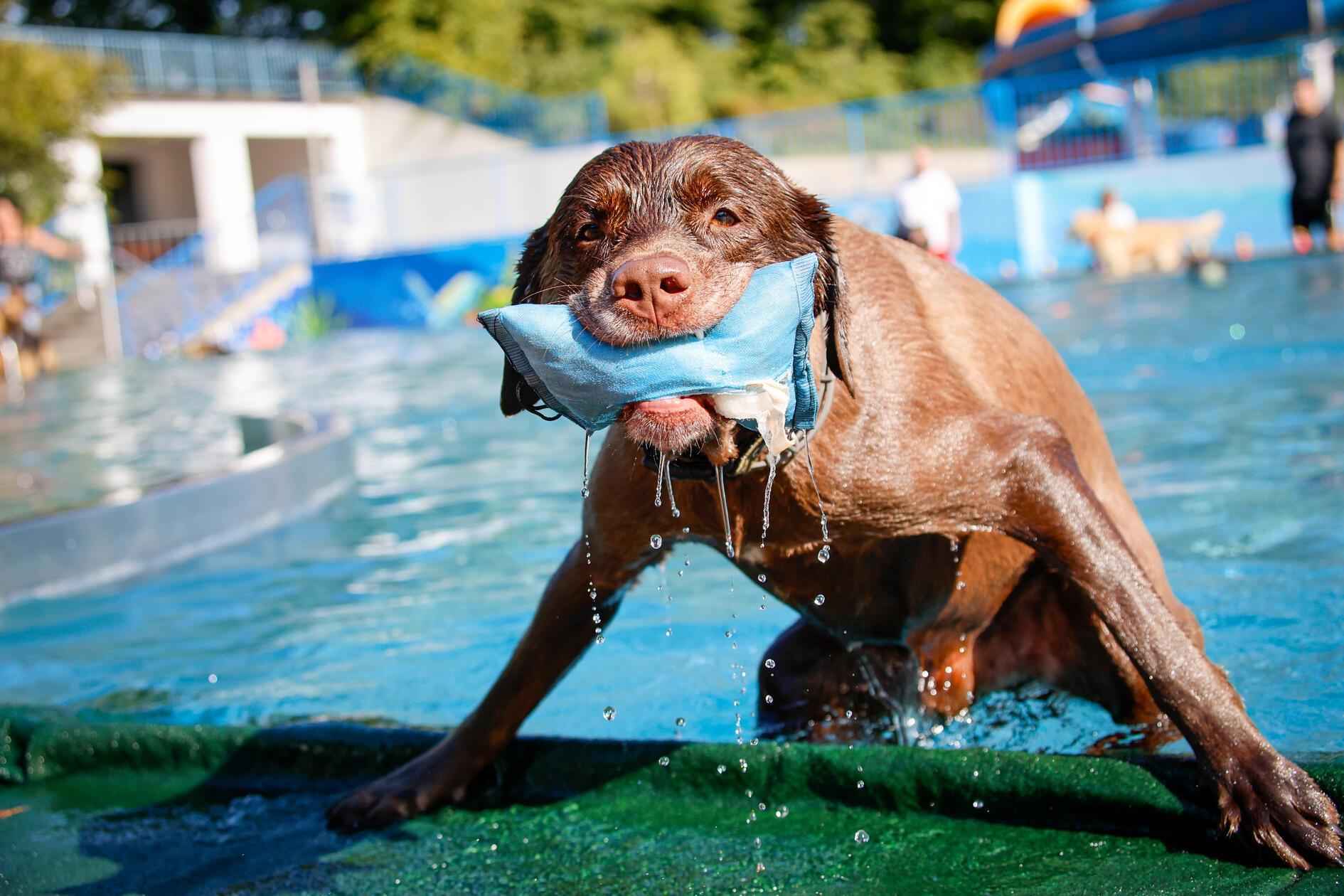 Mit den Pfoten voraus ins kühle Nass! Zum Ende der Badesaison gehörte das Nürnberger Stadionbad den Hunden. Wir zeigen die niedlichsten Momente.