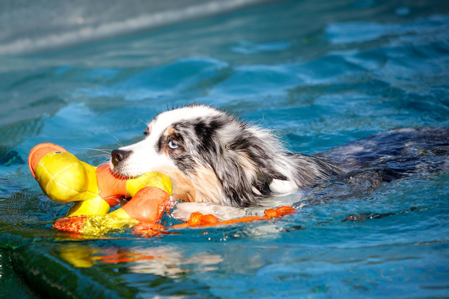 Während Herrchen und Frauchen gratis reinschauen durften, kostete der Badespaß pro Hund 6 Euro.