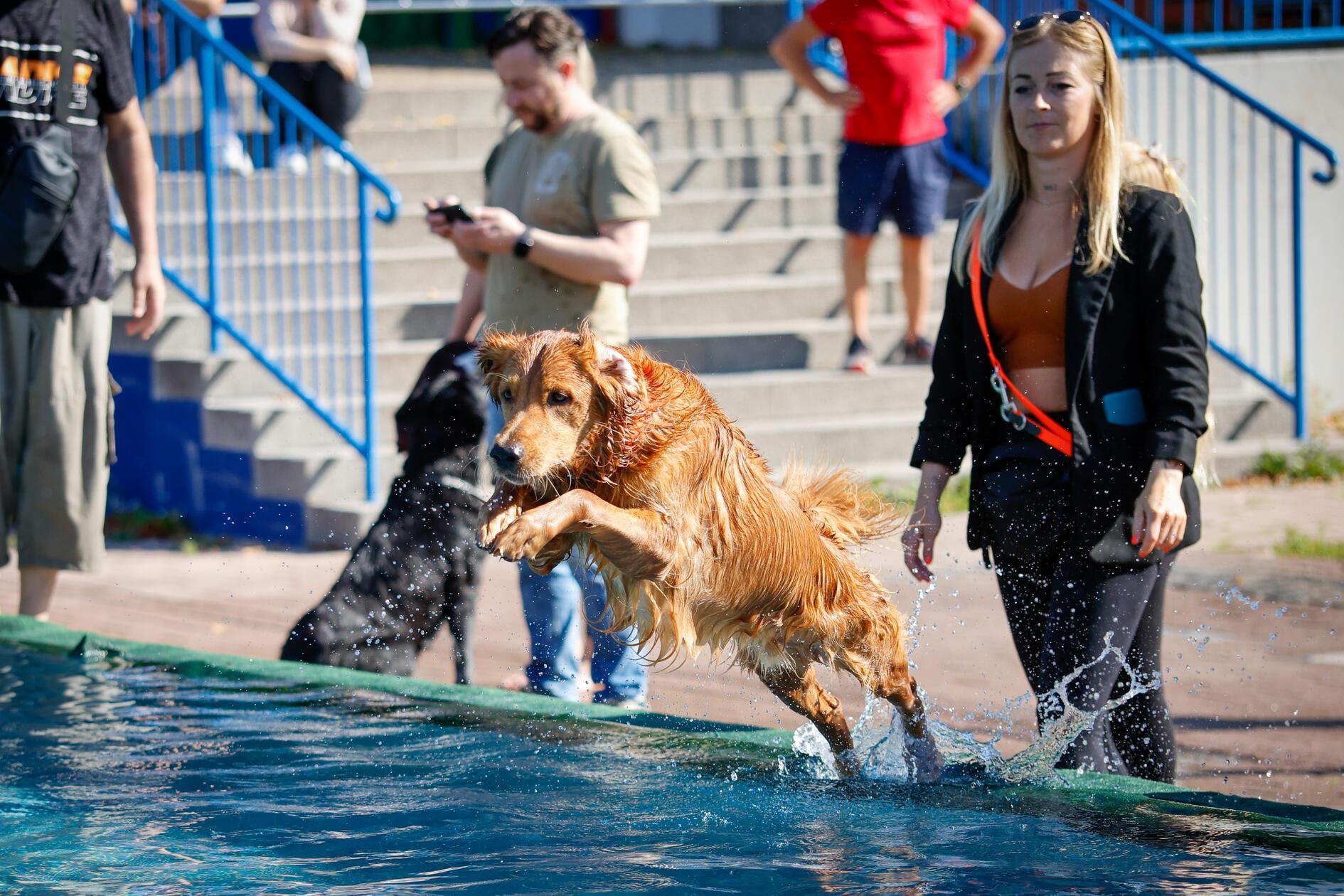 Der Hundebadetag wird seit Jahren vom NürnbergBad in Kooperation mit der Ini­ti­ative "Hund­im­freibad" veranstaltet.