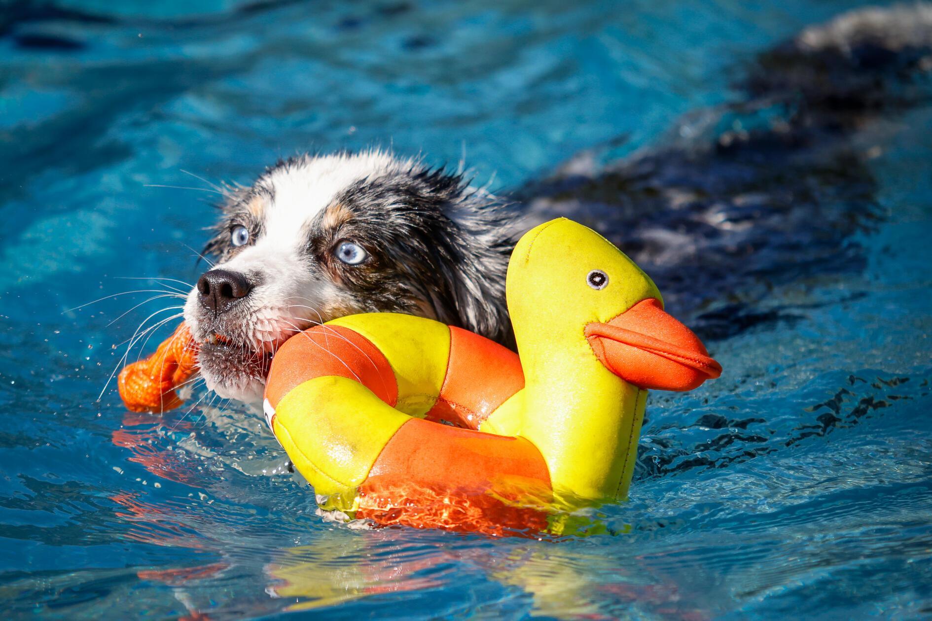210825_di_hundebadetag24