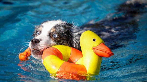 210825_di_hundebadetag24