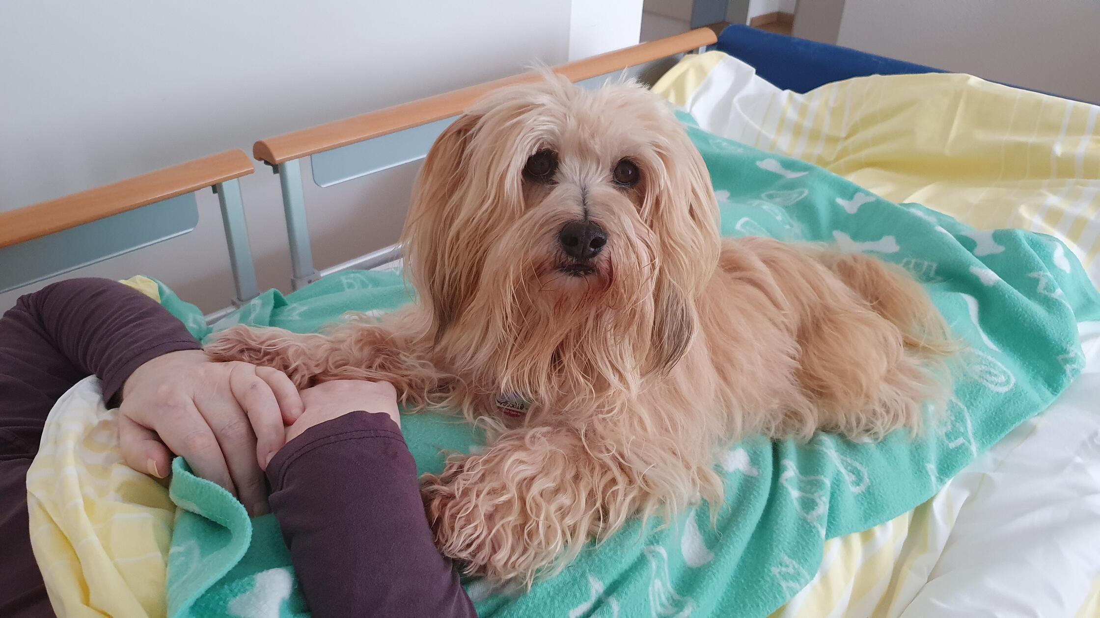 Therapiehund Molly-Teddy