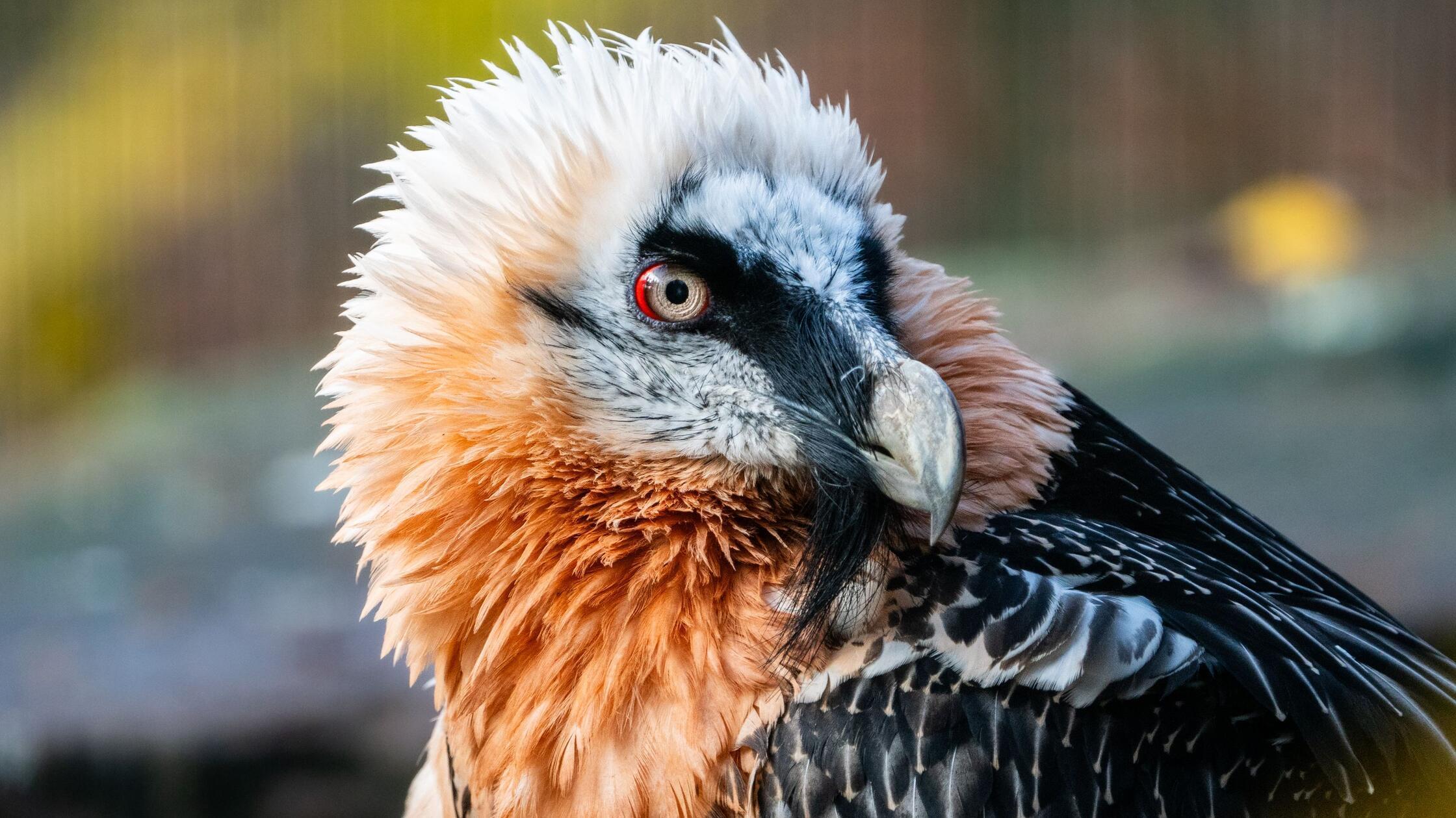 V nürnberškem živalskem vrtu poginila brkata jastrebka, prišlo pa je do zamenjave spolov