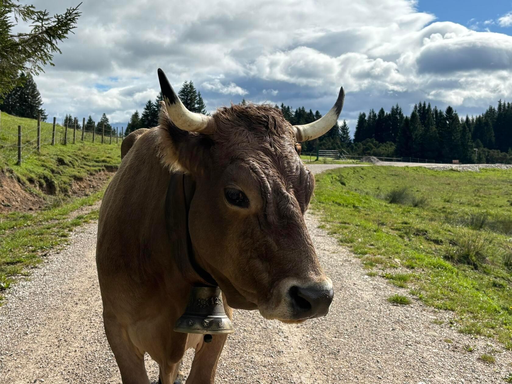 Ihr auch hier? Wie überall in den Alpen begegnet man auch rund um Pfronten gelegentlich einer Kuh auf dem Weg.