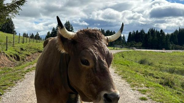 Ihr auch hier? Wie überall in den Alpen begegnet man auch rund um Pfronten gelegentlich einer Kuh auf dem Weg.