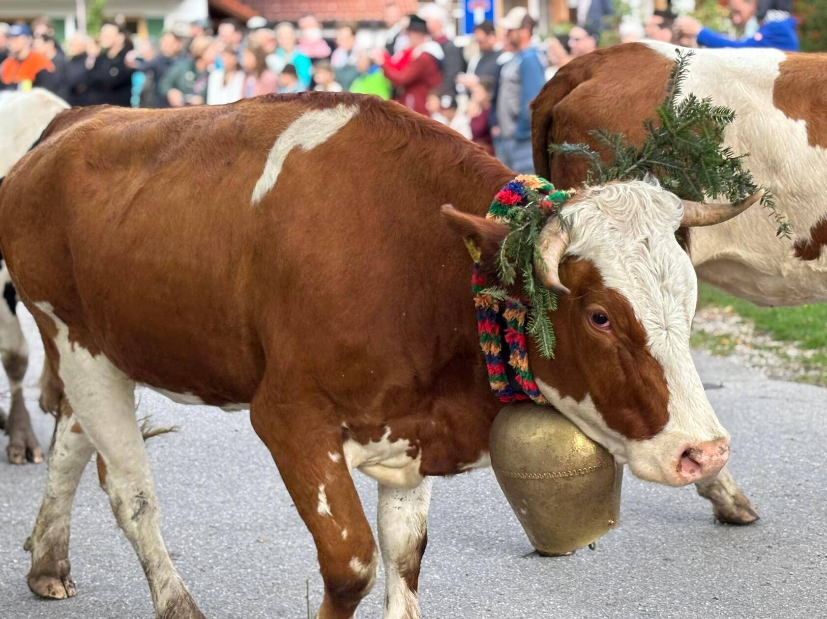 Reichgeschmückt laufen die insgesamt rund 400 Kühe vorbei an den zahlreichen Zuschauern, die die Straßen säumen. Eine Gruppe kommt aus dem Achtal, eine aus dem Vilstal.